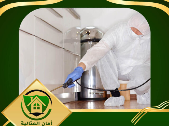شركة مكافحة حشرات بالدمام
