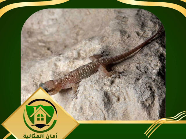 شركة مكافحة الوزغ بالاحساء