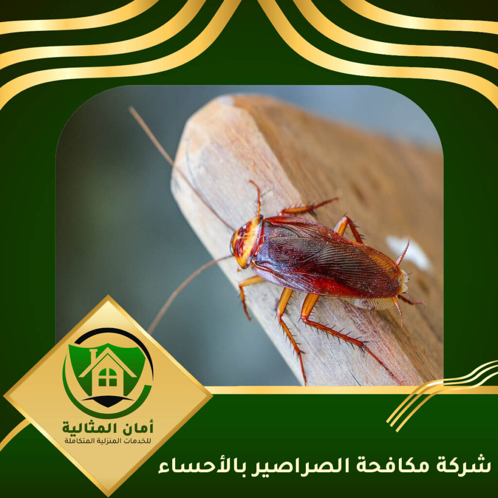 شركة مكافحة الصراصير بالاحساء - حلول فعالة لمشكلة الصراصير