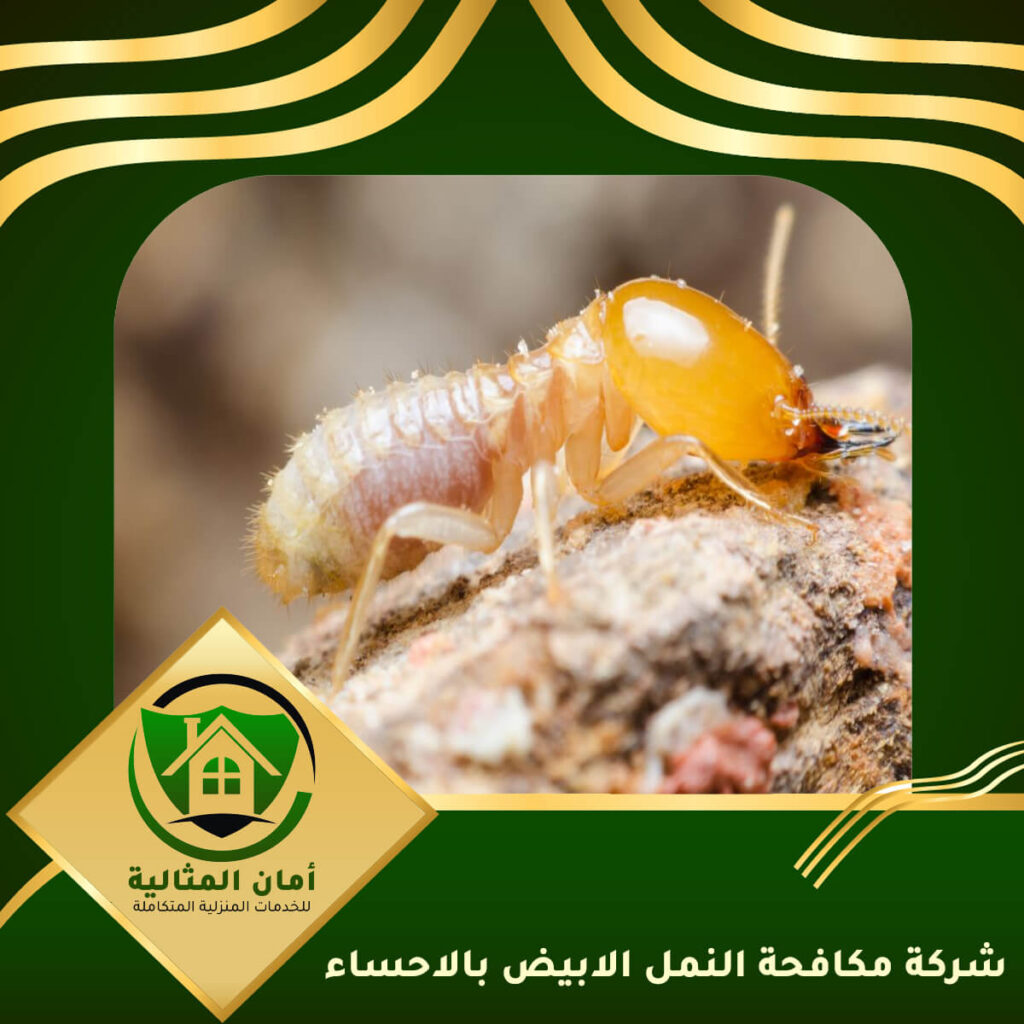 أفضل شركات مكافحة النمل الأبيض: دليل شامل لإزالة النمل الأبيض بفعالية