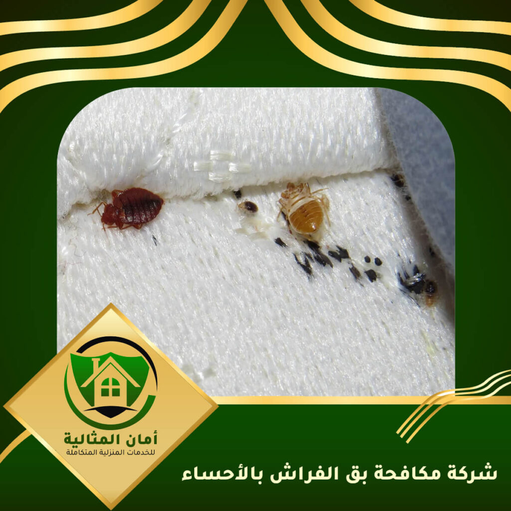شركة مكافحة بق الفراش بالاحساء: الحل الأمثل لمشكلة الحشرات